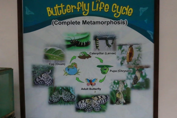 Bilar Butterfly Farm