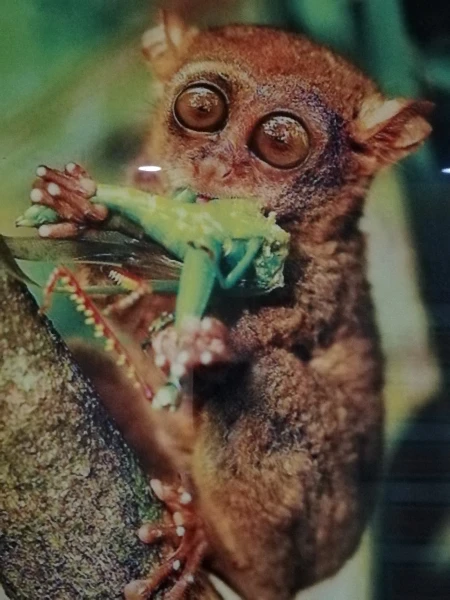 Tarsier sanctuary tarsierfoundation.org