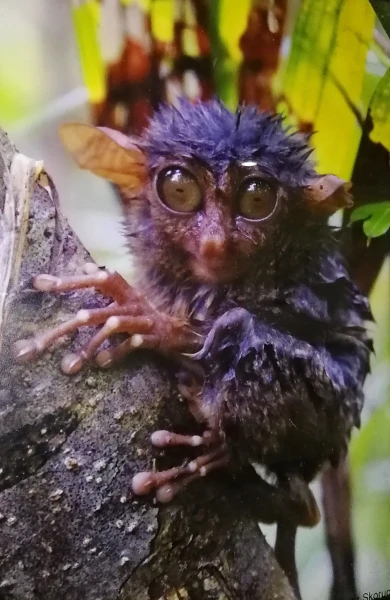 Tarsier sanctuary tarsierfoundation.org