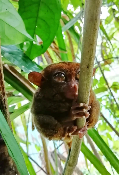 Tarsier sanctuary tarsierfoundation.org
