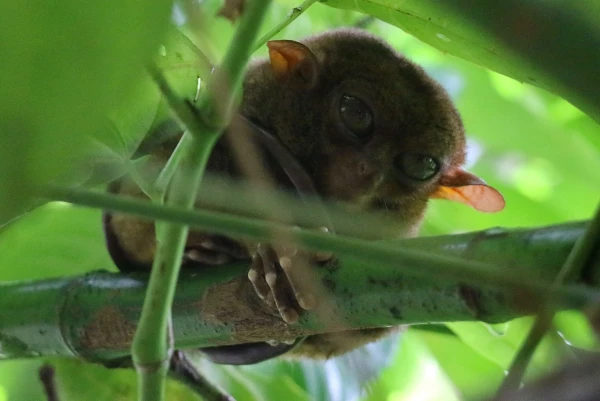 Tarsier sanctuary tarsierfoundation.org