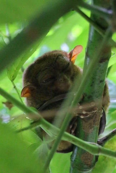Tarsier sanctuary tarsierfoundation.org