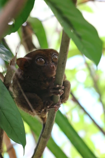 Tarsier sanctuary tarsierfoundation.org