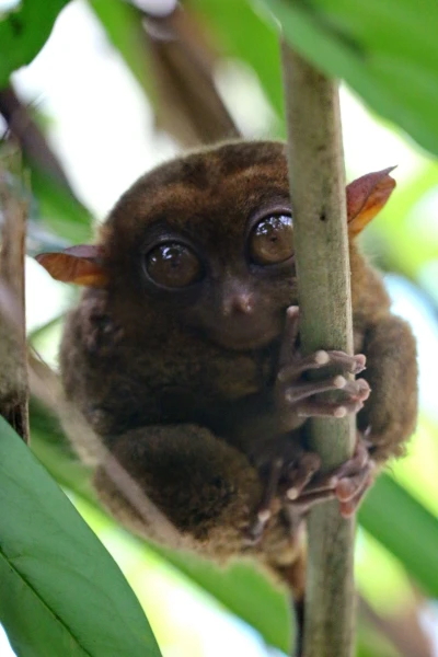 Tarsier. Читайте отзыв дни 6,7 на филах