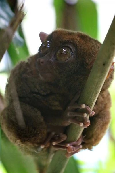 Tarsier sanctuary tarsierfoundation.org