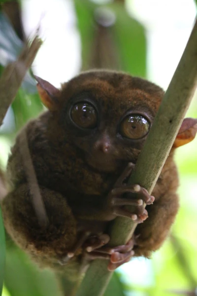 Tarsier sanctuary tarsierfoundation.org