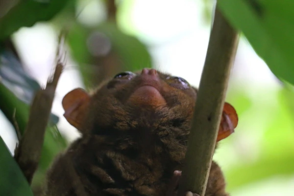 Tarsier sanctuary tarsierfoundation.org
