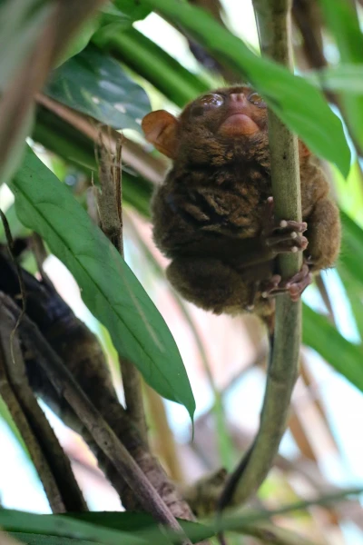 Tarsier sanctuary tarsierfoundation.org