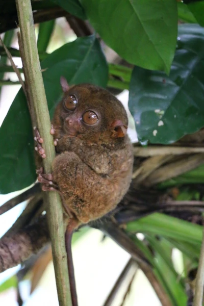 Tarsier sanctuary tarsierfoundation.org