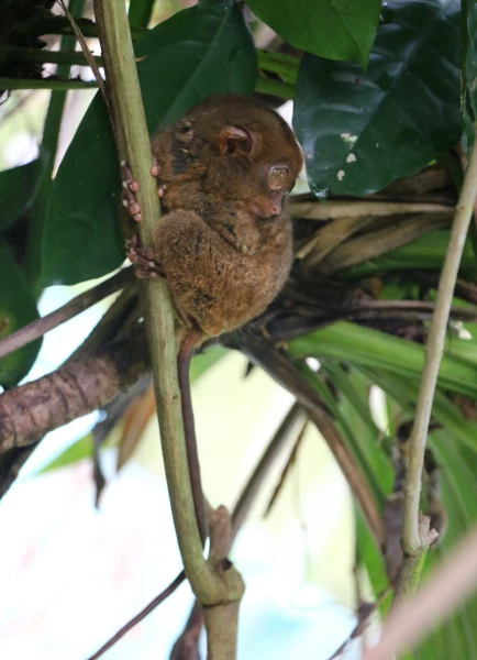 Tarsier sanctuary tarsierfoundation.org