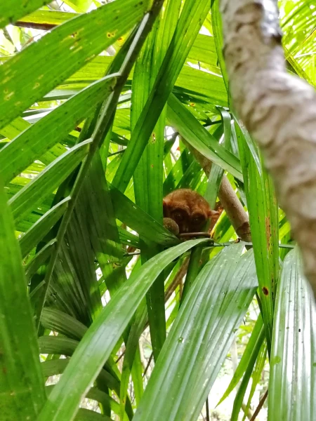 Tarsier sanctuary tarsierfoundation.org