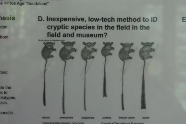 Tarsier sanctuary tarsierfoundation.org