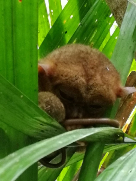 Tarsier sanctuary tarsierfoundation.org