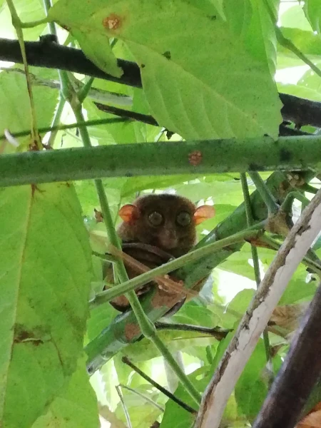 Tarsier sanctuary tarsierfoundation.org