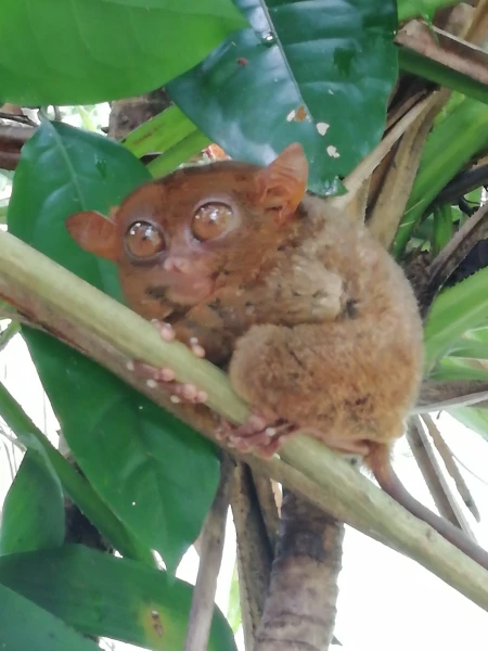 Tarsier sanctuary tarsierfoundation.org