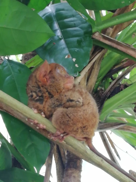 Tarsier sanctuary tarsierfoundation.org