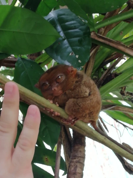 Tarsier sanctuary tarsierfoundation.org