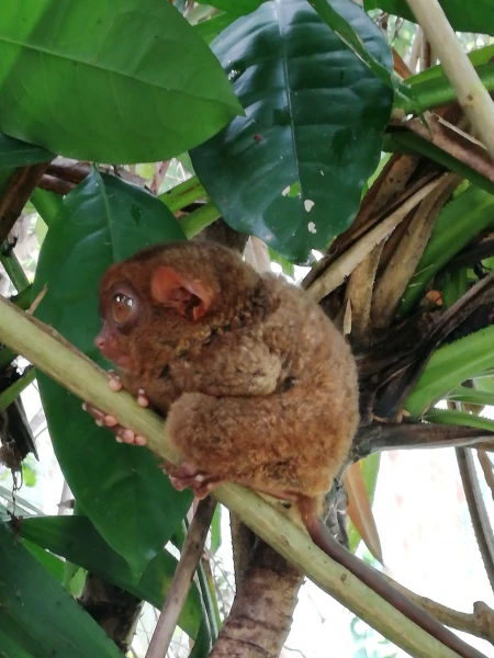 Tarsier sanctuary tarsierfoundation.org