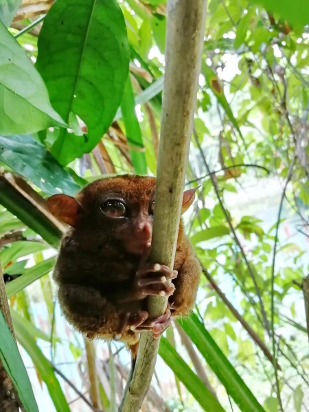 Tarsier sanctuary tarsierfoundation.org