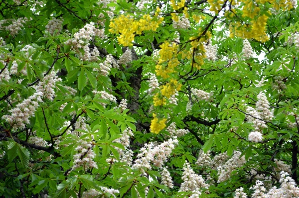 В Летенских садах