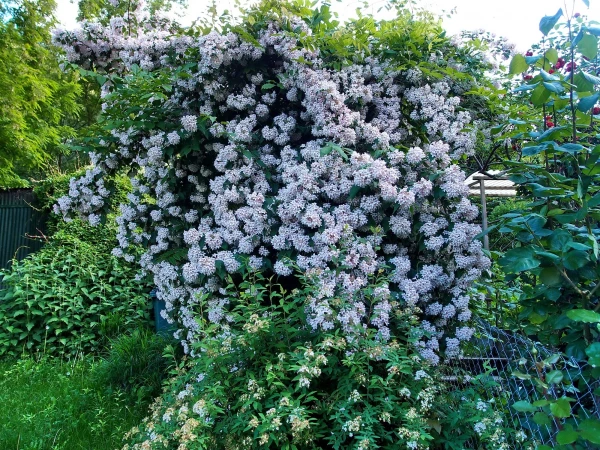 Что за пышный куст - не знаю...
