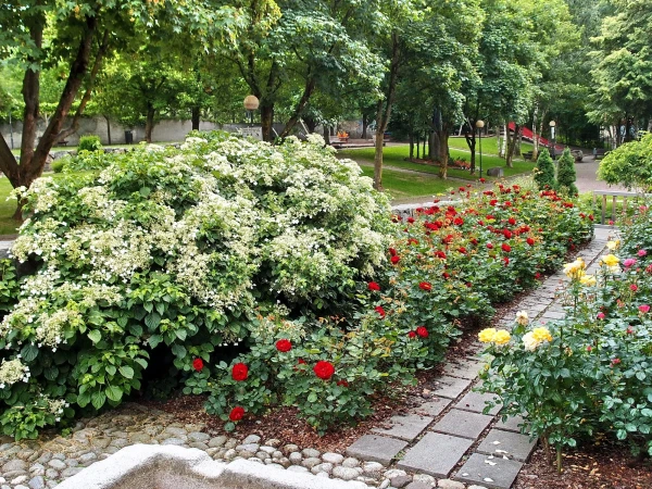 Цветник в городском парке