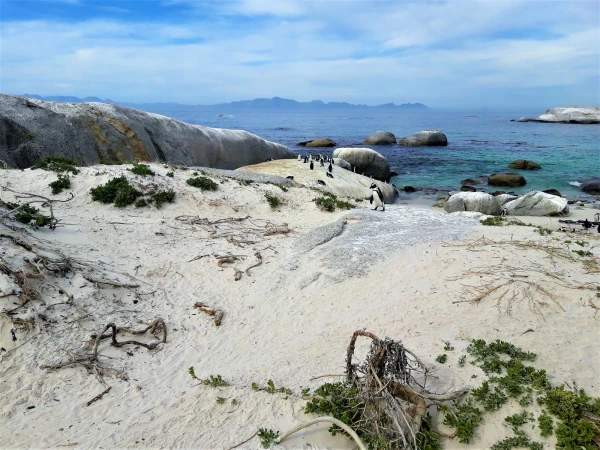 Boulders beach - пляж где живет колония пингвинов