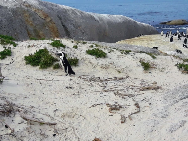 Boulders beach - пляж где живет колония пингвинов