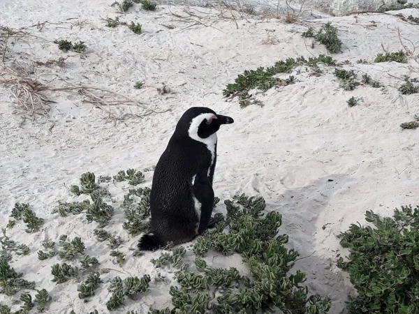Boulders beach - пляж где живет колония пингвинов