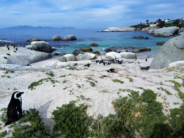Boulders beach - пляж где живет колония пингвинов