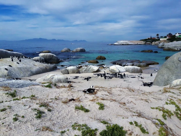 Boulders beach - пляж где живет колония пингвинов