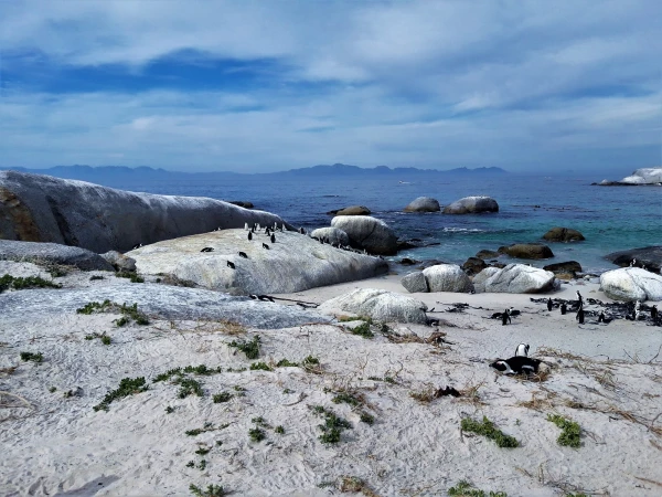 Boulders beach - пляж где живет колония пингвинов