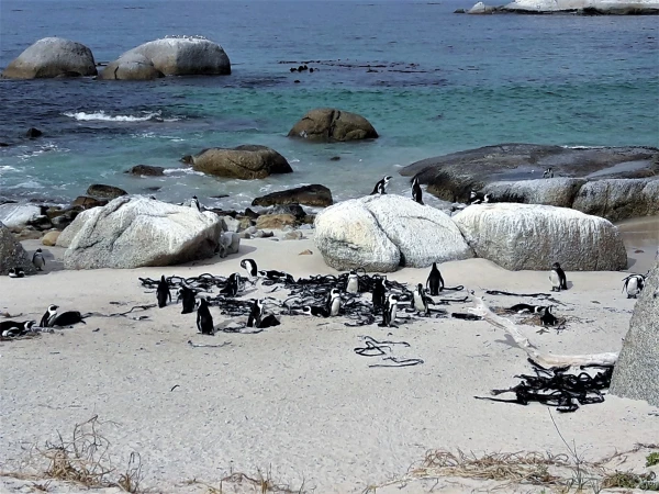 Boulders beach - пляж где живет колония пингвинов