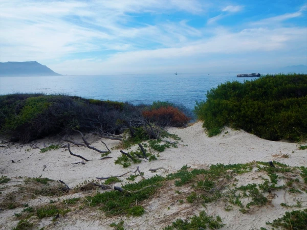 Boulders beach - пляж где живет колония пингвинов