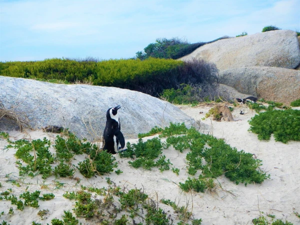 Boulders beach - пляж где живет колония пингвинов