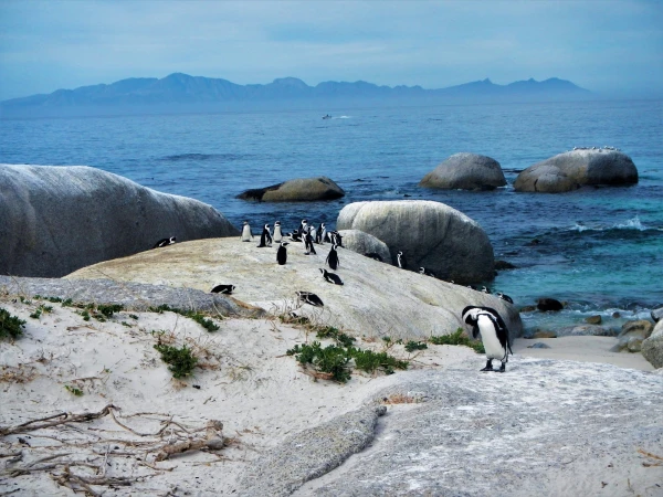 Boulders beach - пляж где живет колония пингвинов