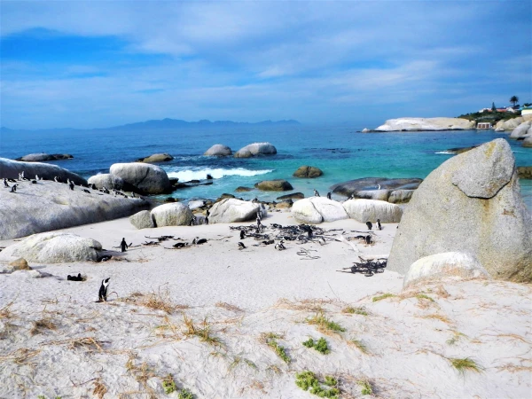 Boulders beach - пляж где живет колония пингвинов