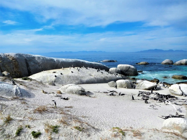 Boulders beach - пляж где живет колония пингвинов