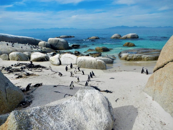 Boulders beach - пляж где живет колония пингвинов