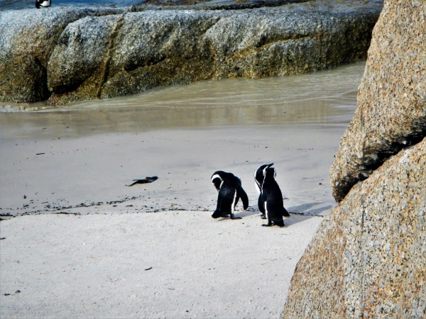 Boulders beach - пляж где живет колония пингвинов