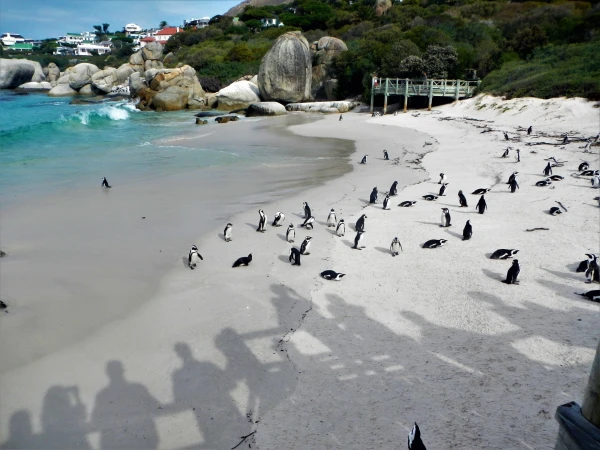 Boulders beach - пляж где живет колония пингвинов