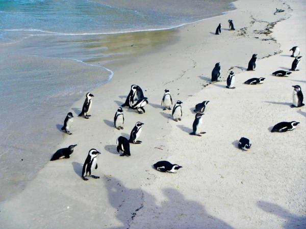 Boulders beach - пляж где живет колония пингвинов