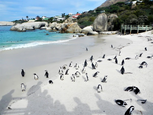 Boulders beach - пляж где живет колония пингвинов