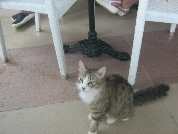 Котейка