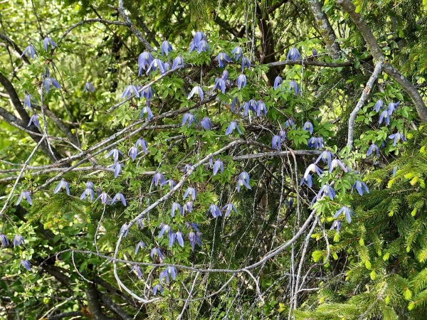 Что за лиана не знаю, смахивает на какой-то дикий клематис