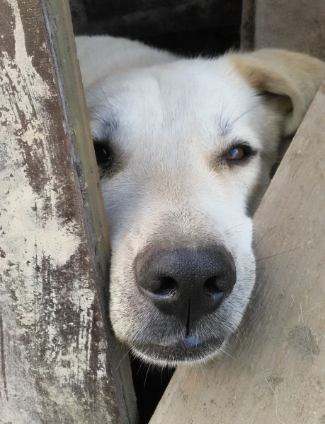 Белый спрятался от всех.(Приют для собак)