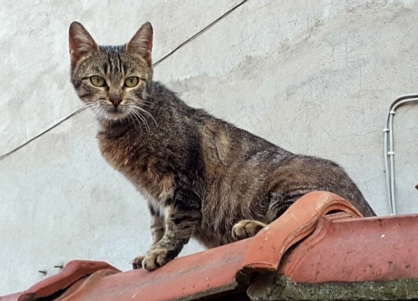 Котики, куда уж без них в Турции
