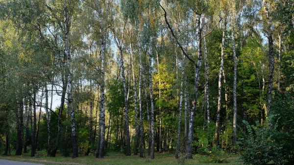 ЦПКиО им. П.П. Белоусова