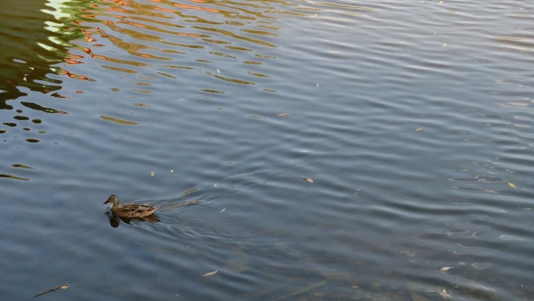 ЦПКиО им. П.П. Белоусова - Первый пруд