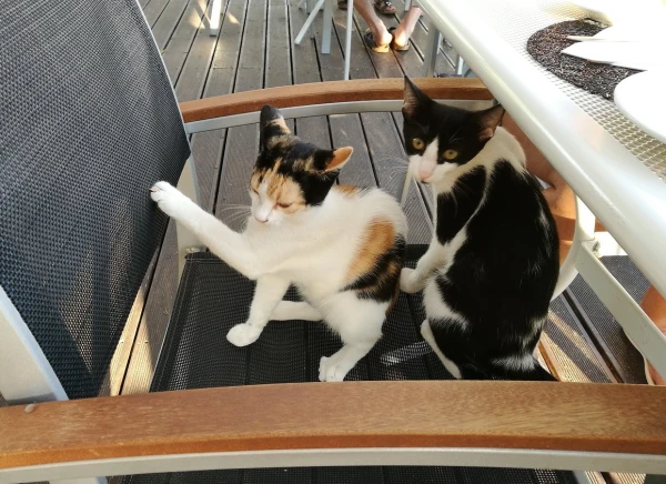 Мои любимые коты в отеле 